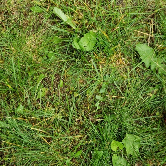 Meet your Posher, Avery - Picture 1 of 1